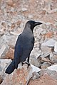 * Nomination House crow (Corvus splendens) perched on rubble, Muttukadu backwaters, TN --Tagooty 02:53, 17 January 2022 (UTC) * Promotion  Support Good quality. --Rjcastillo 03:32, 17 January 2022 (UTC)