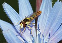 Sphaerophoria scripta (Syrphidae)