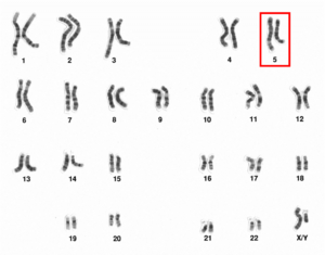 Human male karyotpe high resolution - Chromosome 5.png