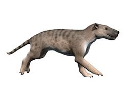 Hyaenodon NT small.jpg