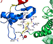 Hydrogen bonds at pY766.jpg