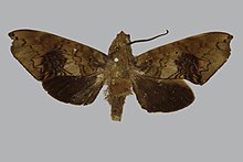 Hypaedalea neglecta BMNHE813384 erkek up.jpg