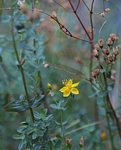 Hypericum formosum