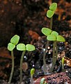Шăтăк сар çип утин (Hypericum perforatum) икĕ пайвăрăллă сăмсаланнăлăхĕ