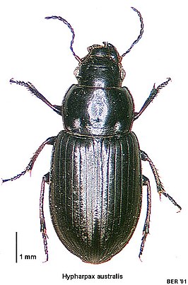 Hypharpax australis