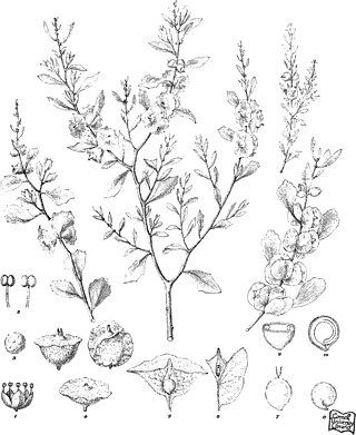 <i>Atriplex lindleyi</i> Species of plant