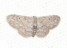 Idaea violacearia 28276109.jpg