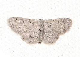 Idaea violacearia