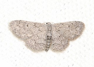 <i>Idaea violacearia</i>