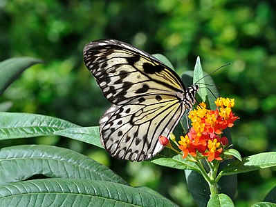 Idea leuconoe (Paper Kite)