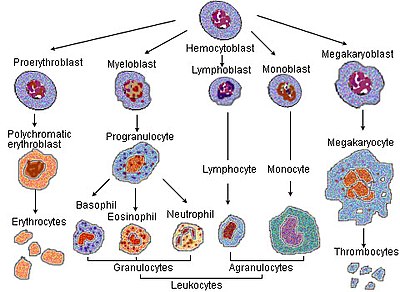 Monocytes Levels Chart