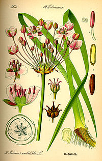 Illustration_Butomus_umbellatus0.jpg