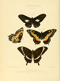 <i>Papilio hellanichus</i> Species of butterfly