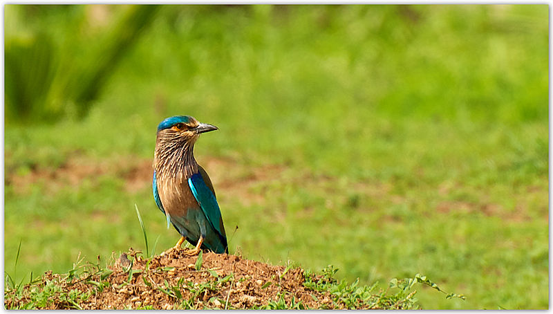 File:Indian Roller (Coracias benghalensis) by Dharani Prakash.jpg