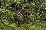 Thumbnail for Indian spotted chevrotain