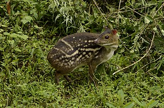 <span class="mw-page-title-main">Indian spotted chevrotain</span> Species of mammal