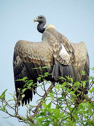 <span class="mw-page-title-main">Indian vulture</span> Species of vulture