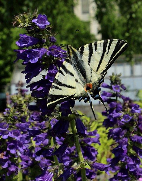 File:Iphiclides podalirius on Horminum pyrenaicum.jpg