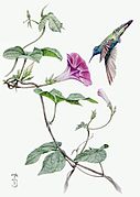 Ipomoea Purpurea y Colibri Coruscans - Fredy Jaramillo Serna.jpg