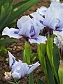 Iris 'Sapphire Jewel', Kosaciec 'Sapphire Jewel', 2019-04-28