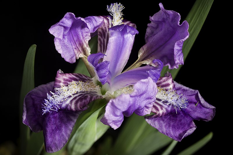 File:Iris hookeriana Foster, Gard. Chron., ser. 3, 1 611 (1887) (49903702046).jpg