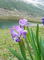Thumbnail for Iris hookeriana