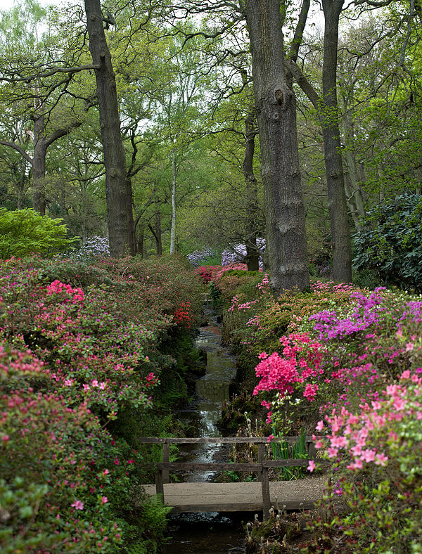 Isabella Plantation, Richmond Park