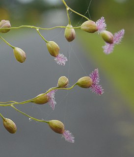 Micrairoideae Subfamily of plants