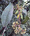 Ixora brachiata 02.JPG