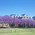 Jacaranda in Sydney University.jpg