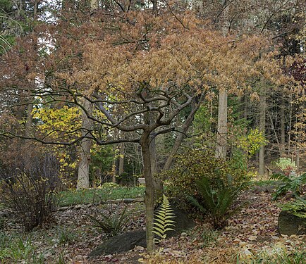 Japanese Maple and ferns