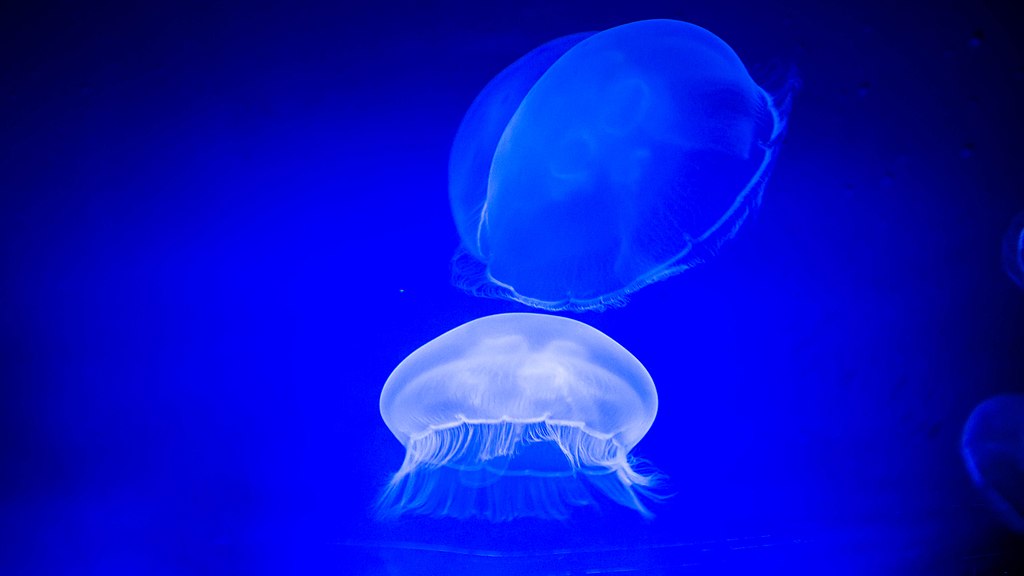 Jellyfish (22155766231)