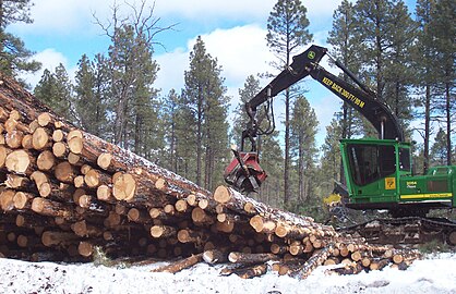 Logging Pinus ponderosa, Arizona, US