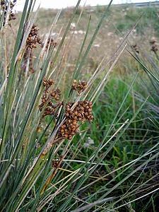 Juncus acutus3.jpg