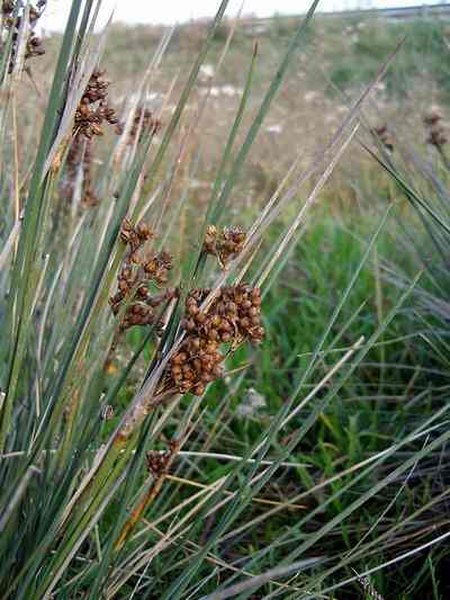 Tập_tin:Juncus_acutus3.jpg