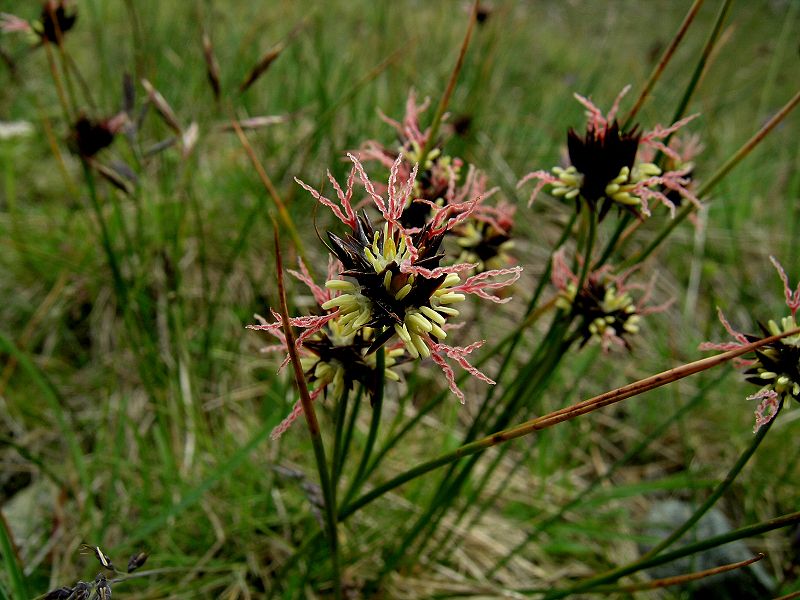 File:Juncus jacquini Jacquins Binse.JPG