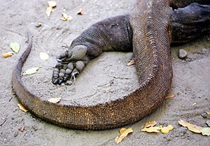 Dragão-De-Komodo: Descrição, Evolução, Ecologia