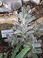 Kalanchoe tomentosa - Botanischer Garten der Universität Würzburg.JPG