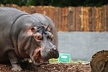 Kaliningrad hippos predict result of match Russia vs Saudi Arabia (2018-06-14) 01.jpg