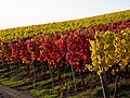 * Nomination Vineyard near Michelau in the Steigerwald --Ermell 08:46, 18 November 2020 (UTC) * Promotion  Support Good quality. --Aristeas 09:52, 18 November 2020 (UTC)