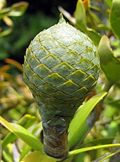 Female cone of Agathis australis, Auckland, New Zealand Kauricone01.jpg