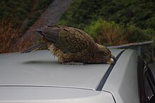 Kea tampering with a van Kea on a van.jpg