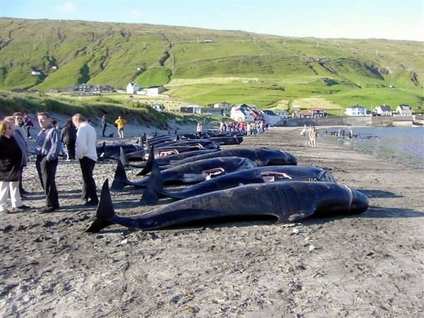 Killed pilot whales on the beach in the village Hvalba on the southernmost Faroese island Suðuroy, August 2002