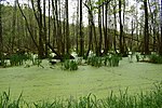 Kindelsee-Springluch