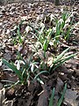 sněženka podsněžník Galanthus nivalis -Chmee2-