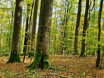 Naturwald Kleinengelein: Geographische Lage, Geschichte und Schutzstatus, Schutzgründe