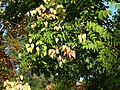 Thumbnail for File:Koelreuteria paniculata (Dachau) - 2023-09-11 - 299a.jpg