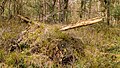 * Nomination Overgrown dead tree trunk. Location: Kroondomein Het Loo. --Agnes Monkelbaan 04:31, 25 April 2021 (UTC) * Promotion Good quality --Llez 04:58, 25 April 2021 (UTC)
