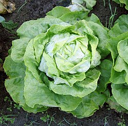 Lactuca sativa var. capitata