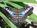 Parthenos sylvia